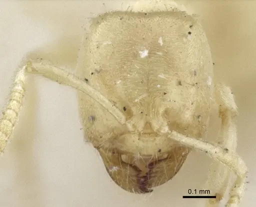 Acropyga ambigua specimen CASENT0916666 image casent0916666_2