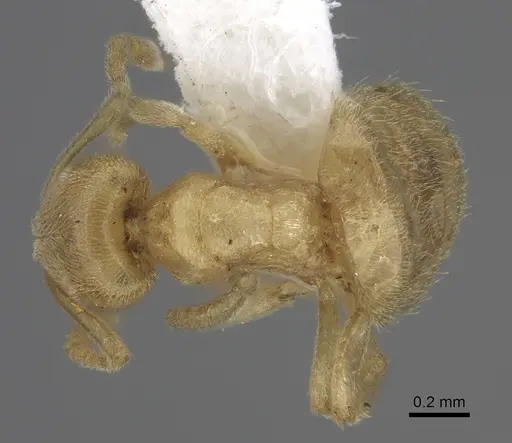 Acropyga arnoldi specimen CASENT0170538 image casent0170538_1