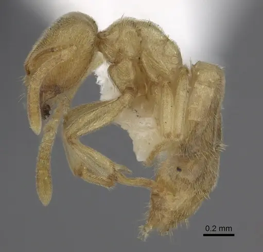 Acropyga arnoldi specimen CASENT0170538 image casent0170538_3