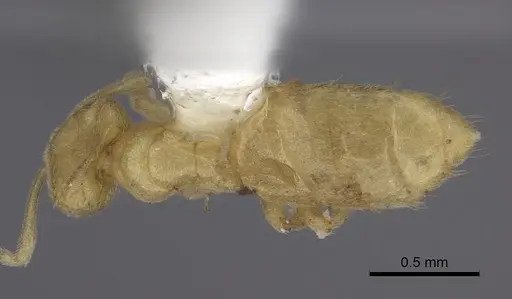 Acropyga arnoldi specimen CASENT0235249 image casent0235249_1