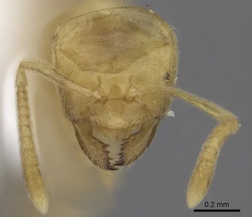 Acropyga arnoldi specimen CASENT0235249 image casent0235249_2