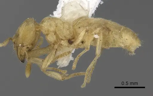 Acropyga arnoldi specimen CASENT0235249 image casent0235249_3