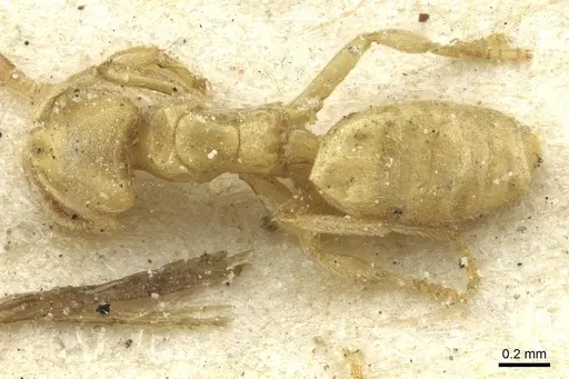 Acropyga arnoldi specimen CASENT0912352 image casent0912352_1