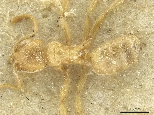 Acropyga arnoldi specimen CASENT0912353 image casent0912353_1