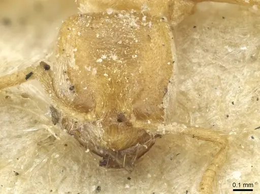 Acropyga arnoldi specimen CASENT0912353 image casent0912353_2