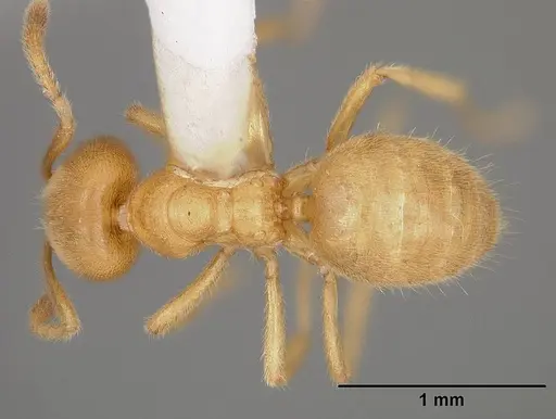 Acropyga ayanganna specimen USNMENT00413391 image usnment00413391_1