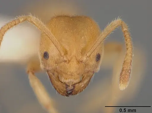 Acropyga ayanganna specimen USNMENT00413391 image usnment00413391_2