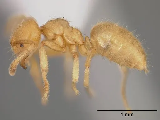 Acropyga ayanganna specimen USNMENT00413391 image usnment00413391_3