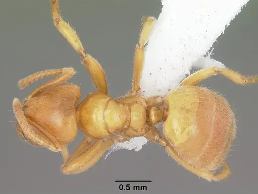 Acropyga bakwele specimen CASENT0104123 image casent0104123_1