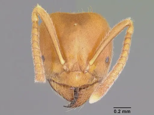 Acropyga bakwele specimen CASENT0104123 image casent0104123_2