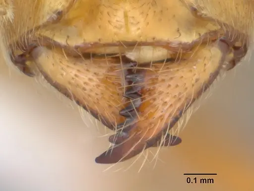 Acropyga bakwele specimen CASENT0104123 image casent0104123_3