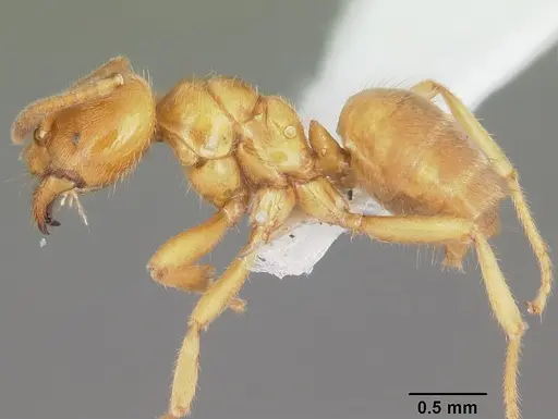 Acropyga bakwele specimen CASENT0104123 image casent0104123_4