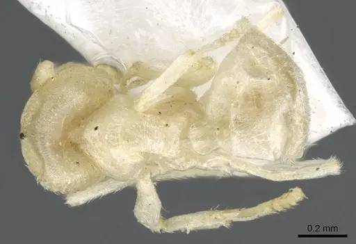 Acropyga butteli specimen CASENT0903178 image casent0903178_1
