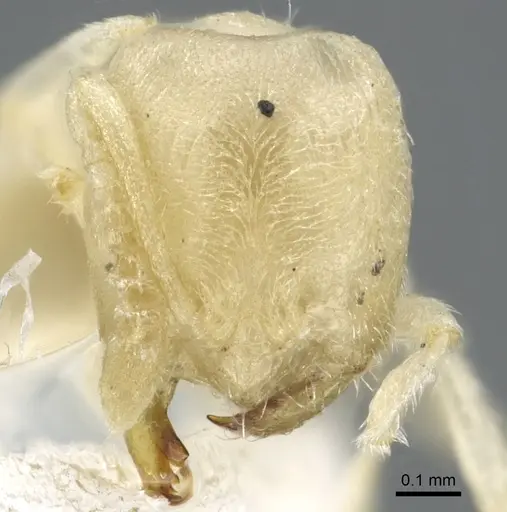 Acropyga butteli specimen CASENT0903178 image casent0903178_2