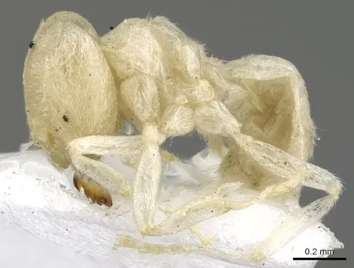 Acropyga butteli specimen CASENT0903178 image casent0903178_3