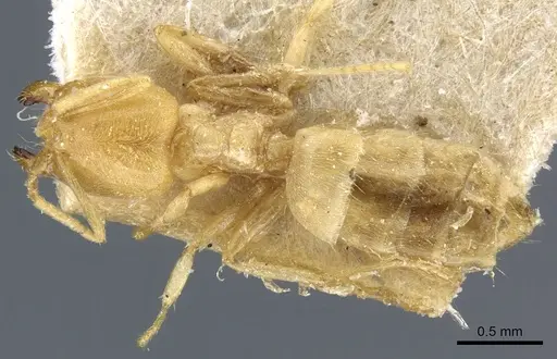 Acropyga butteli specimen CASENT0905161 image casent0905161_1