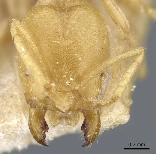 Acropyga butteli specimen CASENT0905161 image casent0905161_2