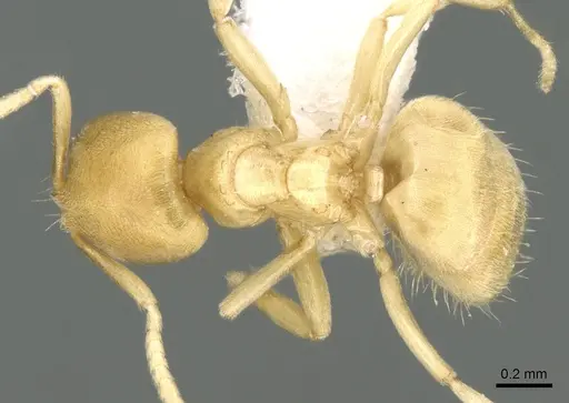 Acropyga butteli specimen CASENT0906270 image casent0906270_1