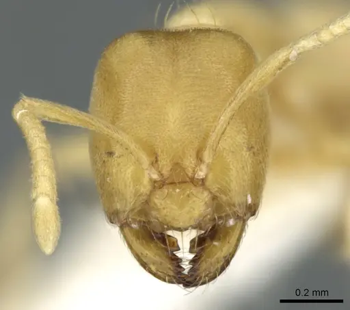 Acropyga butteli specimen CASENT0906270 image casent0906270_2