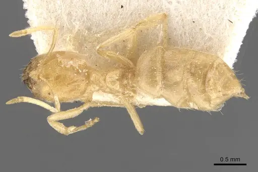 Acropyga butteli specimen CASENT0909908 image casent0909908_1