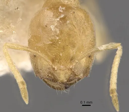 Acropyga butteli specimen CASENT0909908 image casent0909908_2