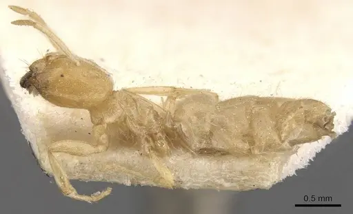 Acropyga butteli specimen CASENT0909908 image casent0909908_3