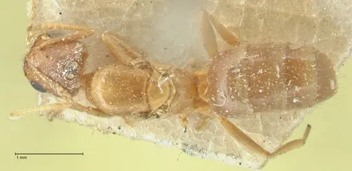 Acropyga butteli specimen FOCOL2241 image focol2241_1