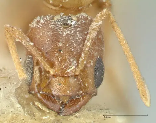 Acropyga butteli specimen FOCOL2241 image focol2241_2