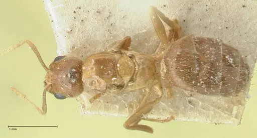 Acropyga butteli specimen FOCOL2242 image focol2242_1