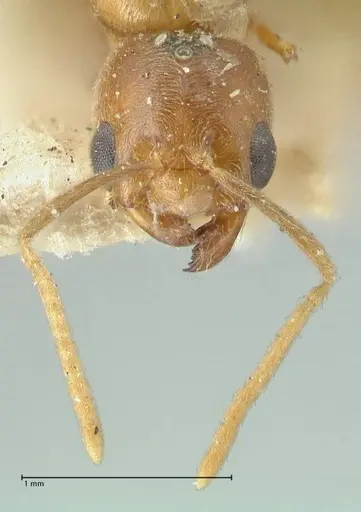 Acropyga butteli specimen FOCOL2242 image focol2242_2