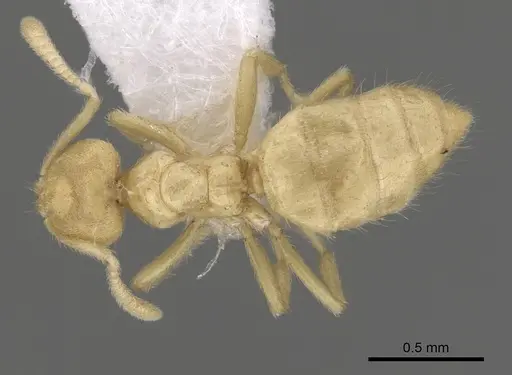 Acropyga decedens specimen CASENT0249915 image casent0249915_1