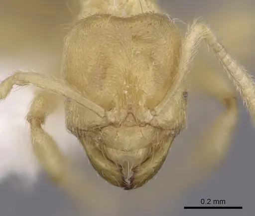 Acropyga decedens specimen CASENT0249915 image casent0249915_2