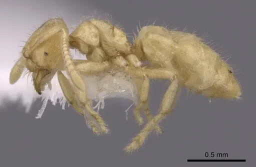 Acropyga decedens specimen CASENT0249915 image casent0249915_3