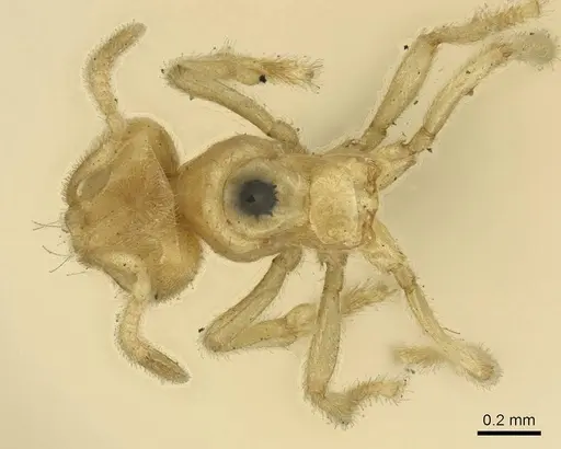Acropyga decedens specimen CASENT0915708 image casent0915708_1