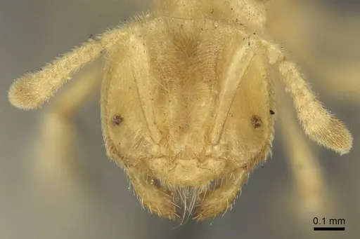 Acropyga decedens specimen CASENT0915708 image casent0915708_2