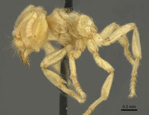 Acropyga decedens specimen CASENT0915708 image casent0915708_3