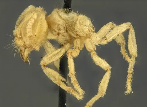 Acropyga decedens specimen CASENT0915708 image casent0915708_4
