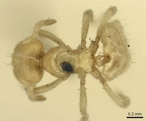 Acropyga decedens specimen CASENT0915709 image casent0915709_1