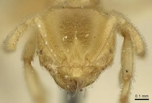 Acropyga decedens specimen CASENT0915709 image casent0915709_2