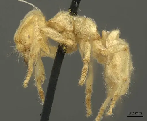 Acropyga decedens specimen CASENT0915709 image casent0915709_3
