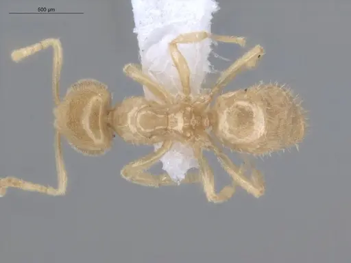 Acropyga decedens specimen ECOFOG-IT14-0056-63 image ecofog-it14-0056-63_1