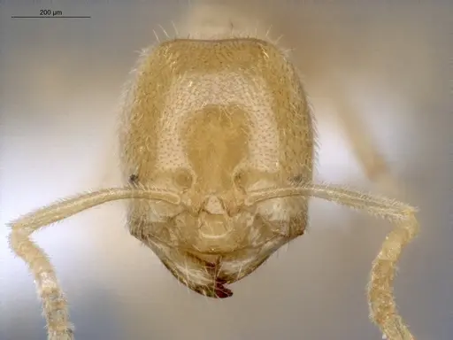 Acropyga decedens specimen ECOFOG-IT14-0056-63 image ecofog-it14-0056-63_2