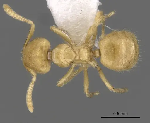 Acropyga donisthorpei specimen CASENT0249916 image casent0249916_1