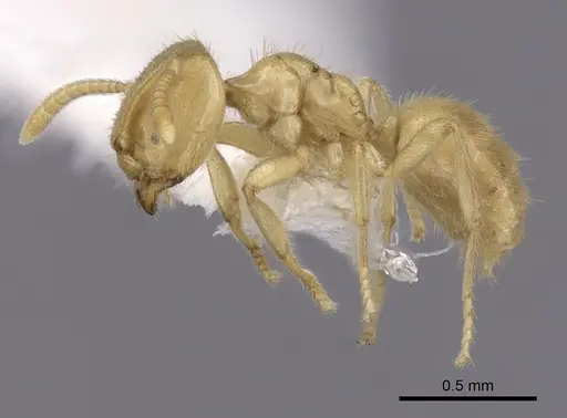 Acropyga donisthorpei specimen CASENT0249916 image casent0249916_3