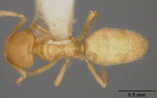 Acropyga donisthorpei specimen USNMENT00442237 image usnment00442237_1