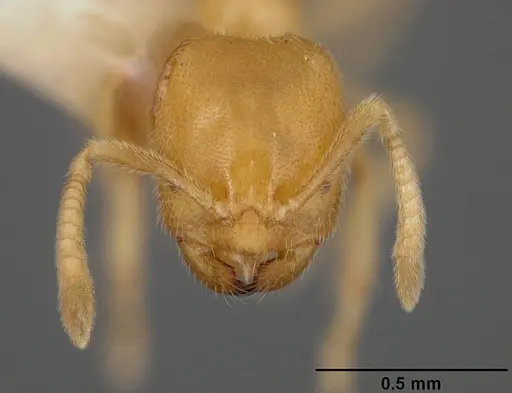 Acropyga donisthorpei specimen USNMENT00442237 image usnment00442237_2