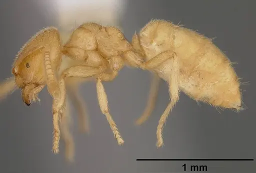 Acropyga donisthorpei specimen USNMENT00442237 image usnment00442237_3