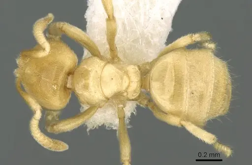 Acropyga dubia specimen CASENT0906271 image casent0906271_1