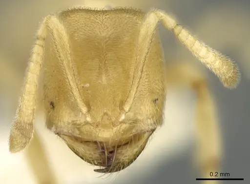 Acropyga dubia specimen CASENT0906271 image casent0906271_2