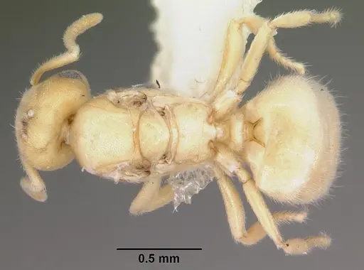 Acropyga epedana specimen CASENT0006063 image casent0006063_1